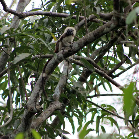 Tropical Dry Forest: The Monkey Howling Trail