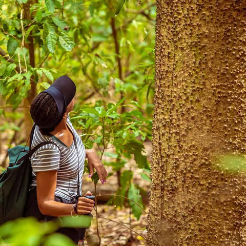 Tropical Dry Forest: The Monkey Howling Trail