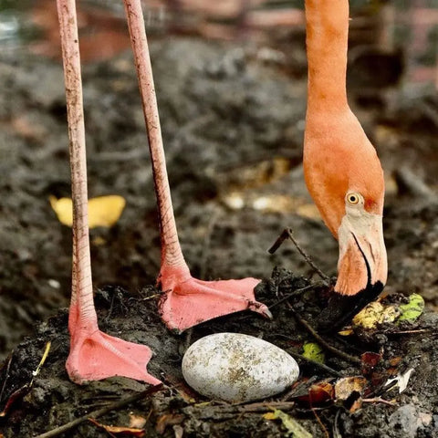 Tour to the National Aviary in Baru - Juan Ballena | Travel Experiences in Cartagena