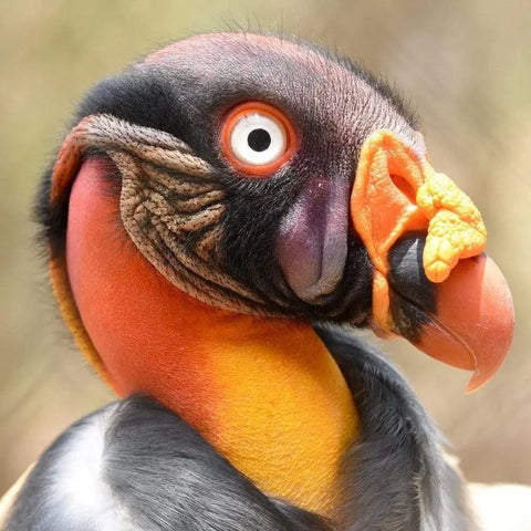 Tour to the National Aviary in Baru - Juan Ballena