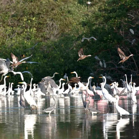 Bird watching in La Boquilla - Juan Ballena | Travel Experiences in Cartagena