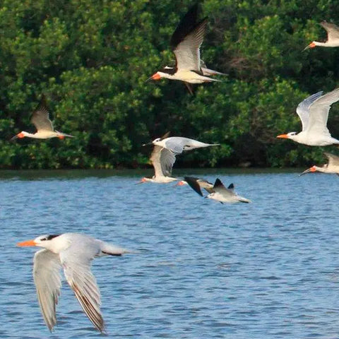 Bird watching in La Boquilla - Juan Ballena | Travel Experiences in Cartagena