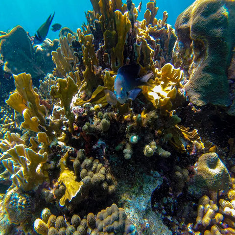 Rosario Islands Hopping Day Tour - Juan Ballena