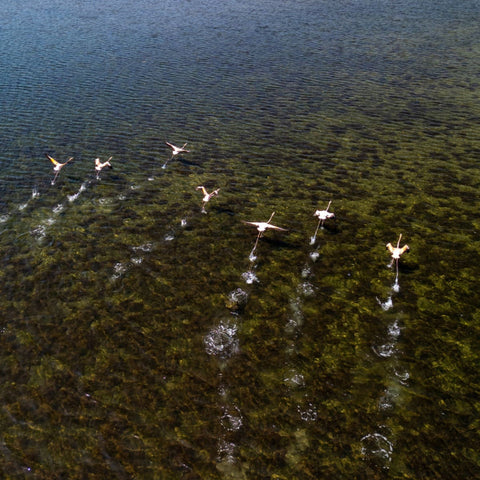 A group of flamingos swimming in Cartagena with a clear view of the water's surface.