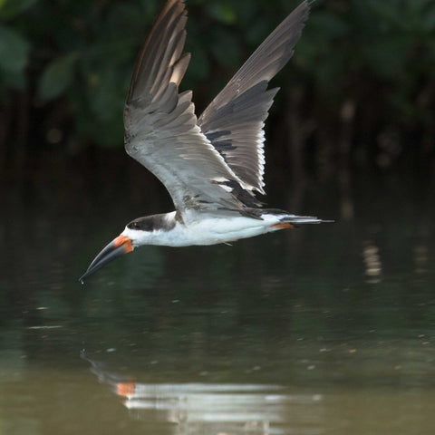 Birdwatching Cartagena | La Boquilla Mangrove Tour