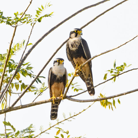 Birdwatching at Agrícola Camelias-Cartagena
