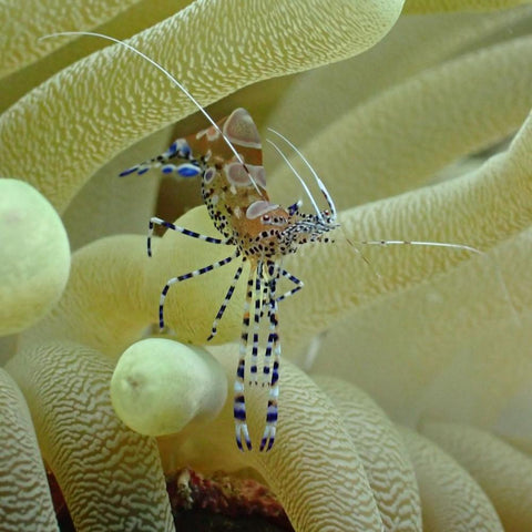 Caiaques transparentes e snorkel | Juan Ballena