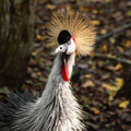 Discover Baru: National Aviary + Exclusive Access to Mambo Beach