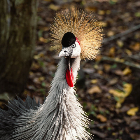 Discover Baru: National Aviary + Exclusive Access to Mambo Beach