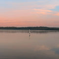 Bird standing in a calm lake at sunset with a bridge and trees in the background.