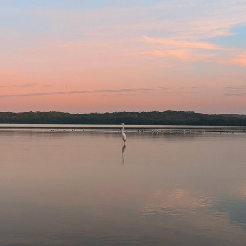 Bird standing in a calm lake at sunset with a bridge and trees in the background.
