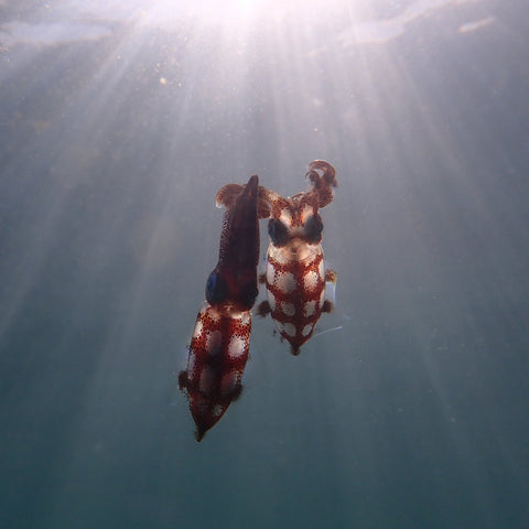 Two cuttlefish in the ocean with sunlight filtering through the water.