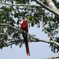 Fundacion Loros-and-macaws-sanctuary-cartagena