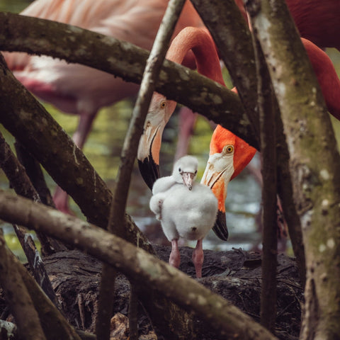 Tour to the National Aviary in Baru - Juan Ballena