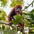 Tropical Dry Forest: The Monkey Howling Trail